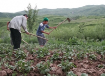 В Таджикистане отсутствует поддержка сельхозпроизводителей