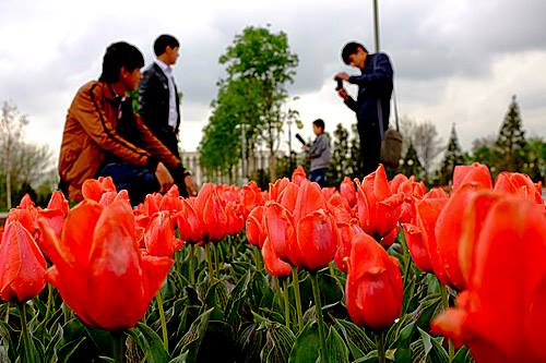 Душанбе превратилась в город-сад