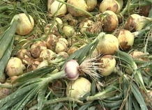 Таджикистан ежегодно получает от экспорта фруктов и овощей $1,5 млрд.