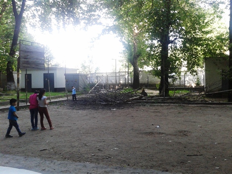 Старая чинара рухнула на детскую площадку в центре Душанбе. Обошлось без жертв