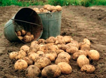 Эффект наоборот: в Таджикистане новый урожай картофеля привел к росту цен на этот продукт