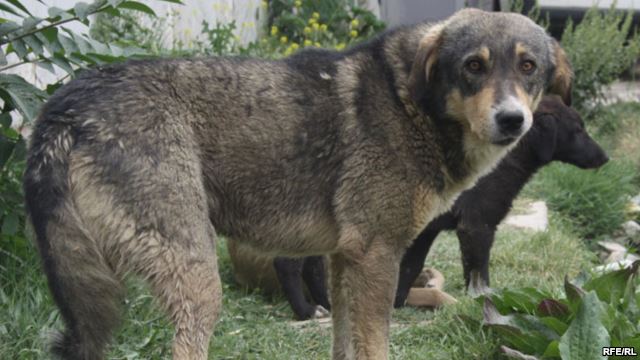 Атаки бешеных псов на жителей Панджакента