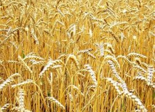 В Душанбе обсудят проблемы сектора производства пшеницы в условиях изменения климата