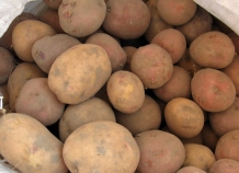 В Таджикистане собрано примерно 425 тыс. картофеля