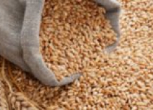 В Таджикистане снизилось производство пшеницы