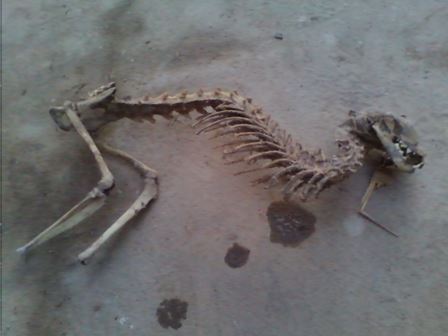 Житель Кубодиена заявил, что нашел кости динозавра в своем доме