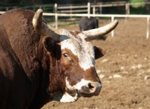 Минсельхозу Таджикистана понадобились 40 породистых быков-производителей