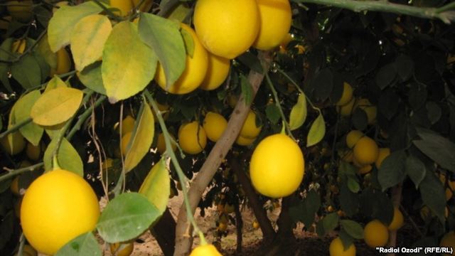 Богатый урожай лимонов в нынешнем году не нашел своего покупателя