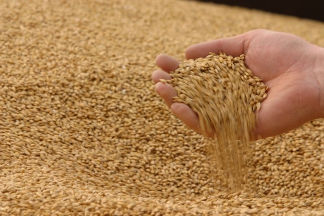 Таджикистан импортировал в 2014 году около 775 тыс. тонн пшеницы