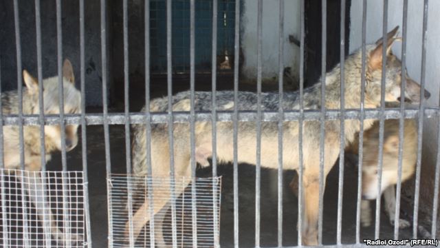 Уроженцы Таджикистана в Москве прятали героин в клетке с волком