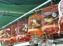 Мэр Душанбе запретил торговлю на «Птичьем рынке»