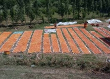 Садоводы и предприниматели Исфары заняты сбором урожая фруктов в Хатлоне