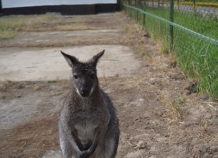 Австралийские кенгуру – новые обитатели душанбинского зоопарка
