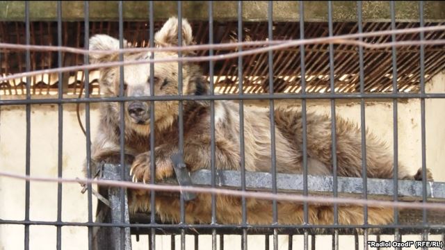 Таджикских медведиц пропишут в Чехии