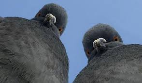 Таджикских голубей депортировали из Новосибирска в Таджикистан