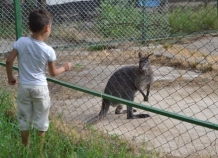 В Душанбинском зоопарке скончался австралийский кенгуру