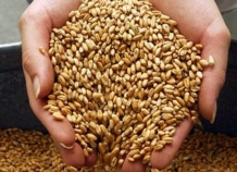 В Таджикистане собрано около 695 тыс. тонн зерновых