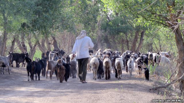 Узбекистан освободил четырех таджикских пастухов