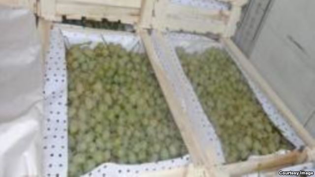 Российский шлагбаум на пути 18 тонн винограда из Таджикистана