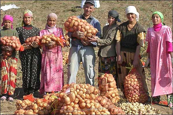 Дехкане Таджикистана собрали 210,1 тыс. тонн картофеля