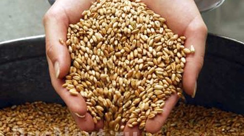 В Таджикистане собрано около 790 тыс. тон зерновых