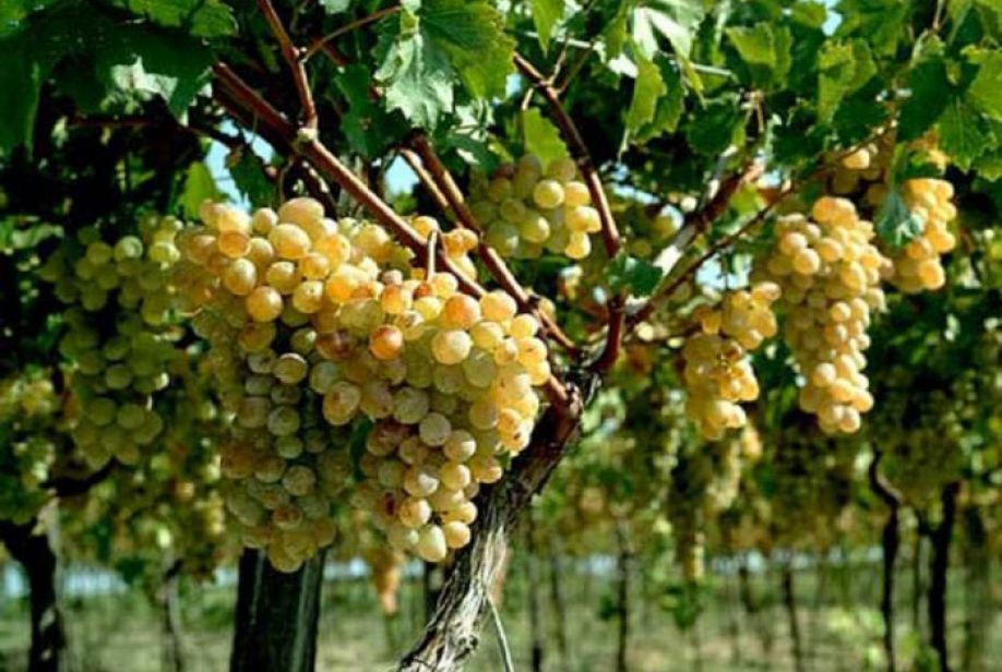 Гиссарские дехкане в день собрали более 13 тыс. тонн винограда