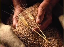 Урожайность зерновых в Таджикистане составляет всего лишь около 27 центнеров с гектара