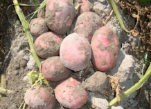 В Таджикистане собрано около 475 тыс. тонн картофеля