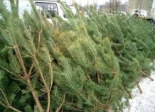 Почему в Таджикистане больше не продают живые елки к Новому году?