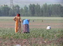 Таджикистан пока не в состоянии субсидировать свое сельское хозяйство