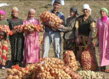 США запустили программу «Продовольствие во имя будущего» в Хатлонской области Таджикистана