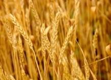 ФАО: Ученые заинтересовались таджикскими сортами пшеницы