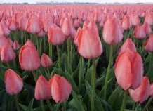 В Душанбе будет высажен миллион голландских тюльпанов