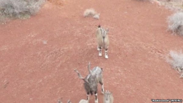 Охота на винторогого козла в Даштиджуме за 55 тысяч долларов!