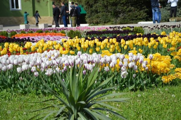 Миллион разноцветных тюльпанов высадили в Душанбе