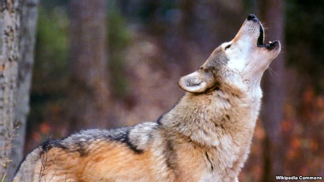 Штраф за охоту на волков и диких кабанов