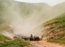 Кабаны продолжают атаки на южные таджикские кишлаки