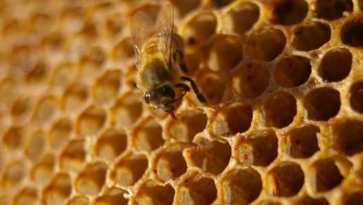 Таджикистан поддержал предложение об объявлении 20 мая Всемирным днем пчел