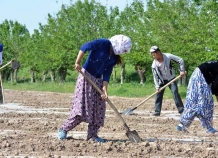 Неуправляемые короли таджикских сел
