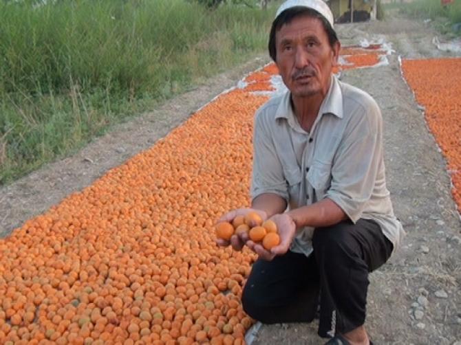 75 процентов баткенских абрикосов закупают таджикистанцы для переработки