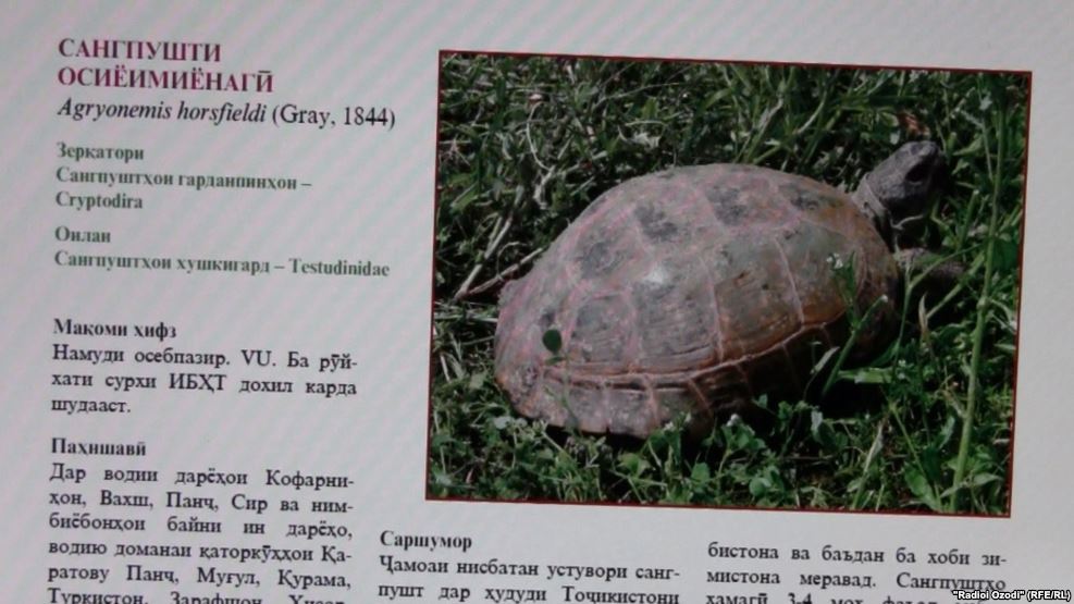 В Таджикистане обычные черепахи находятся на грани исчезновения