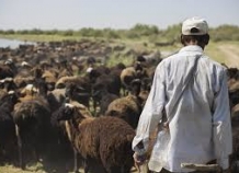 В Шахринаве чабан украл из вверенного ему стада баранов 750 голов скота