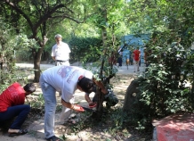 Огородные войны в Душанбе: кому мешают деревья и кусты?