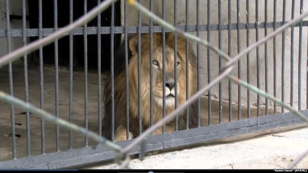 Смерть льва и медведя стали причиной скандала в душанбинском зоопарке