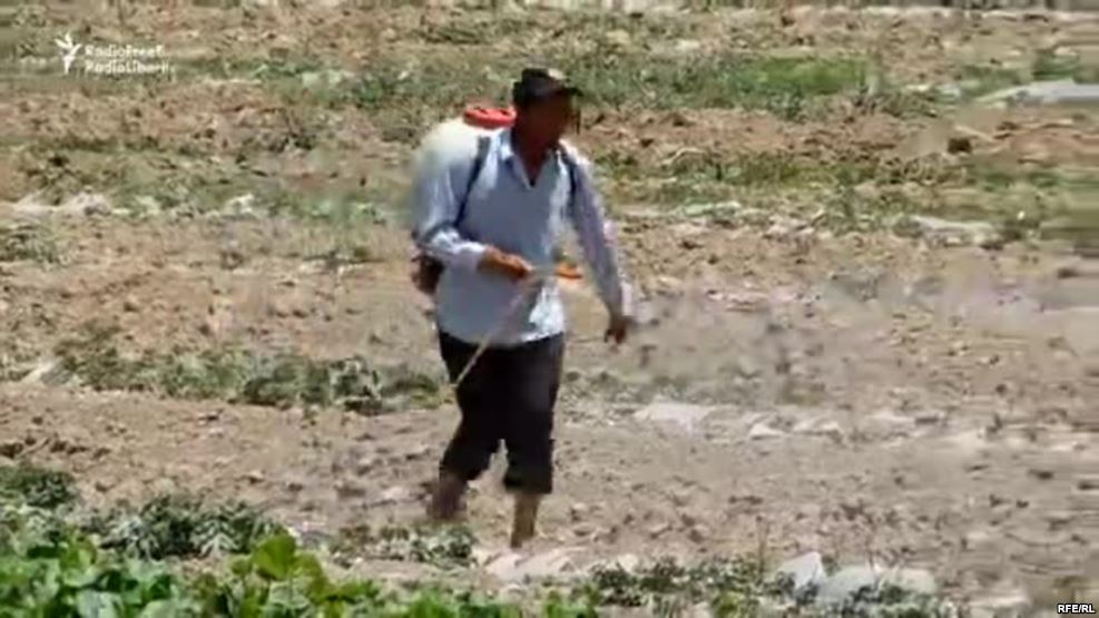 Таджикистан и Узбекистан объединились в борьбе с саранчой