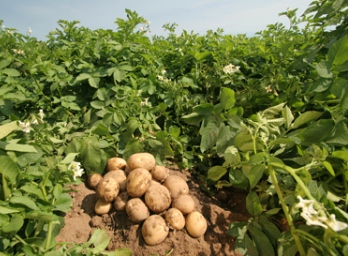 В Таджикистане произведено около 104 тыс. тонн картофеля