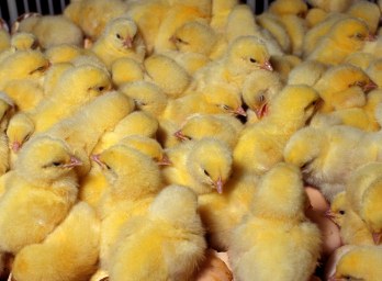 В Таджикистане скоро заработает очередная птицефабрика