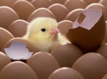 В Таджикистане, впервые за 5 лет снизилось производство куриных яиц