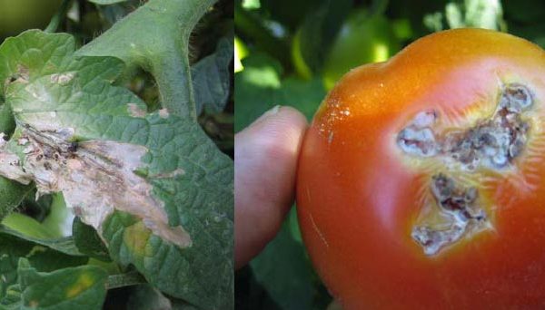 «Художница» съела все помидоры Таджикистана?