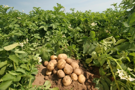 В Таджикистане произведено более 186 тыс. тонн картофеля